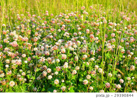 Red clover close up. 29390844