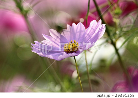 コスモス (センセーション) その52。 Cosmos flower コスモス (センセーション) その52。 Cosmos flower 29391258