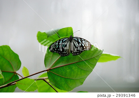 温室のチョウ 温室のチョウ 29391346