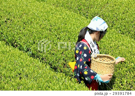 新緑の茶葉を摘む茶摘み娘 29391784