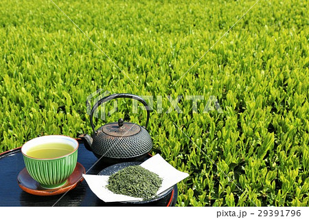 初夏の茶畑　淹れ立ての新茶 29391796