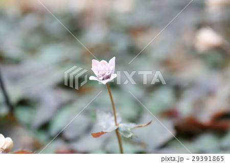 ユキワリイチゲの花 ユキワリイチゲの花 29391865