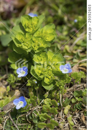 トウダイグサ トウダイグサ 29392603