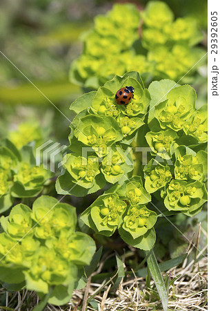 トウダイグサ 29392605