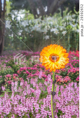 Beautiful little flowers in garden Beautiful little flowers in garden 29392652