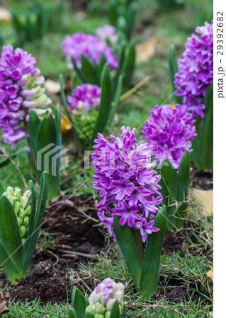 Pink hyacinth spring blooming flower in garden. 29392682