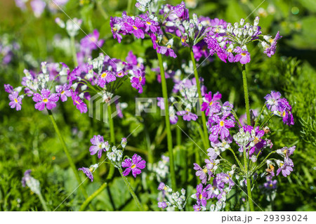 little violet flower in garden 29393024