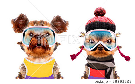 Funny dogs wearing hat and scarf Funny dogs wearing hat and scarf 29393235