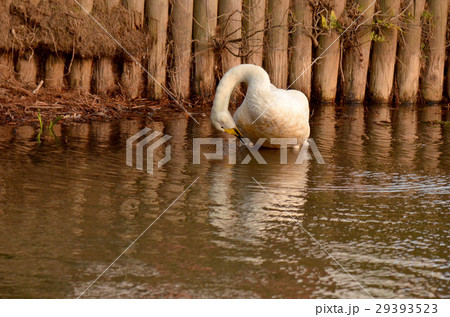 ハクチョウ 29393523