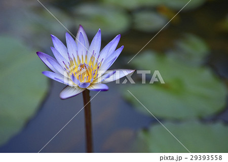 花 フラワー お花 29393558