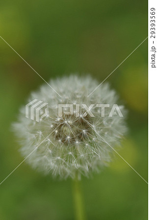 タンポポ たんぽぽ 蒲公英 29393569