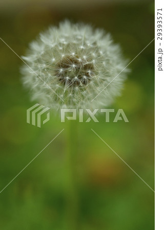 タンポポ たんぽぽ 蒲公英 29393571