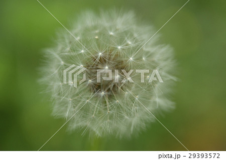タンポポ たんぽぽ 蒲公英 29393572