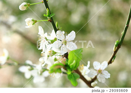 セーヌ川沿いの春の花 In フランス パリの写真素材
