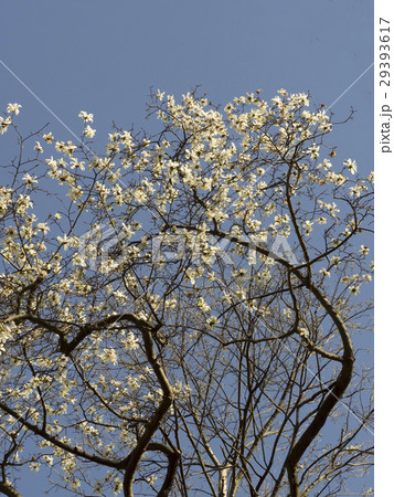 コブシの花 29393617