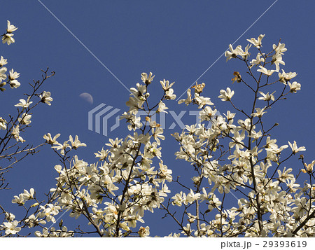 コブシの花 コブシの花 29393619