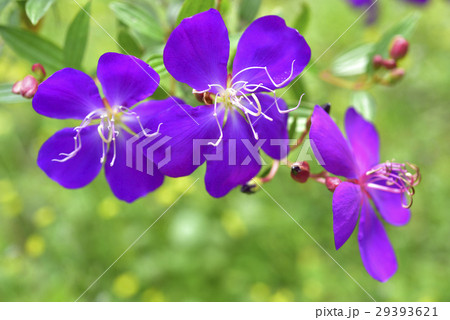 ノボタン科 花 フラワーの写真素材