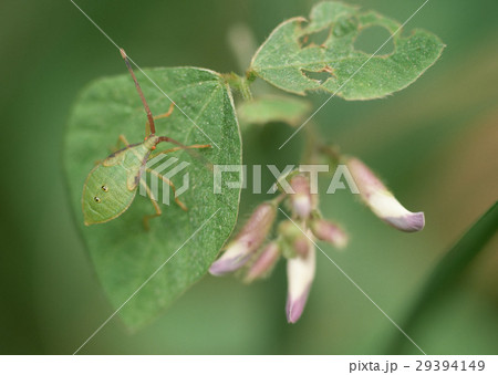 カメムシとツクシハギ 29394149