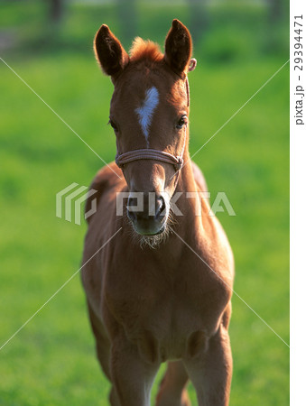サラブレッド 29394471