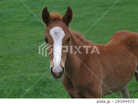 サラブレッド 29394472