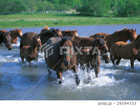 サラブレッド 29394553