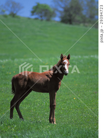 サラブレッド 29394723