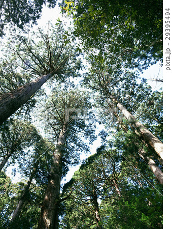 ヤクスギ 29395494