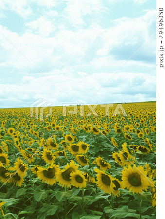 ヒマワリ畑 ヒマワリ畑 29396050