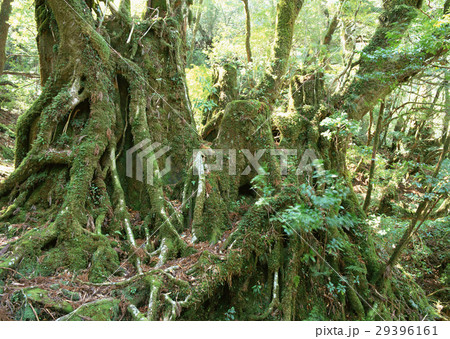 ヤクスギ 29396161