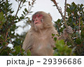 小豆島銚子渓自然動物園 　遠望する猿 29396686