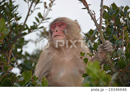 小豆島銚子渓自然動物園 　遠望する猿 29396686