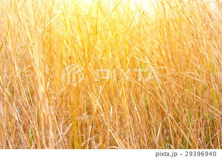 Dry brown meadows background. 29396940