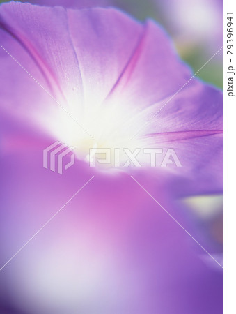 アサガオ 29396941