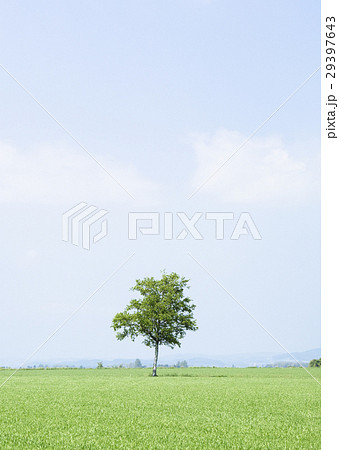 青空と樹木 29397643