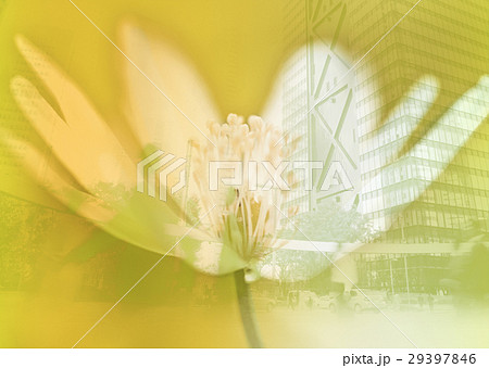 花とビル街 花とビル街 29397846