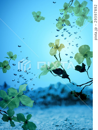 水中の花 水中の花 29397892
