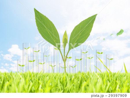 草原の若葉 29397909
