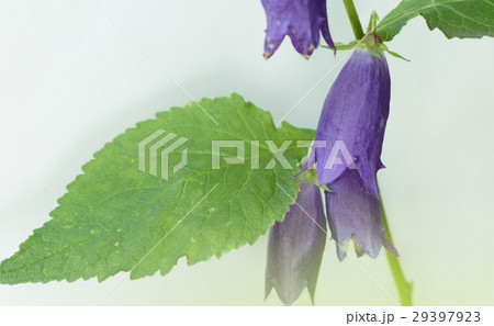 ほたるぶくろ 紫 ほたるぶくろ 紫 29397923