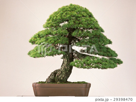 盆栽 29398470