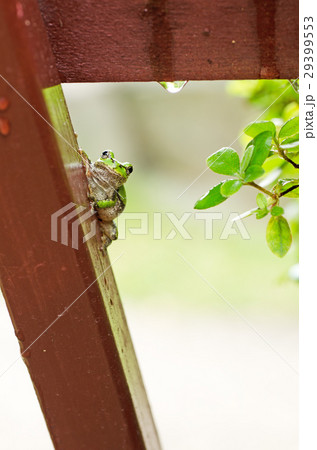 雨上がりの雨蛙 雨上がりの雨蛙 29399553
