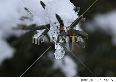 雪とキャラの生け垣とツララ 雪とキャラの生け垣とツララ 29399715