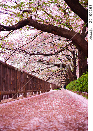 桜散る並木道 29400163