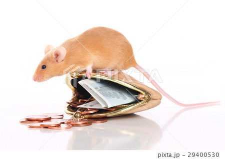 Mouse with a small purse and pocket money 29400530