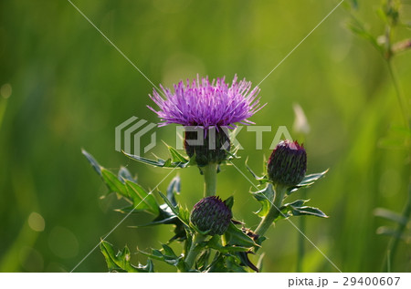 ノアザミ 29400607