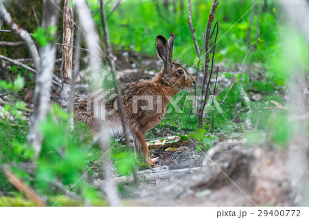 Wild Hare Sitting in a Green Grass 29400772