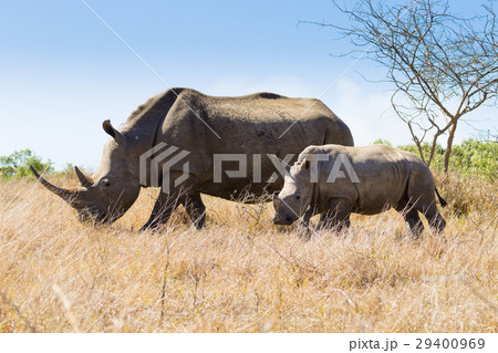 White rhinoceros with puppy, South Africa 29400969