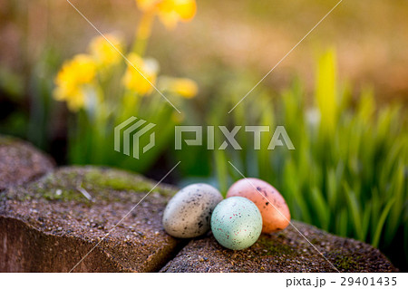 narcissus and easter eggs  29401435