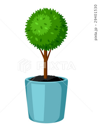 Boxwood topiary garden plant. Decorative tree in Boxwood topiary garden plant. Decorative tree in 29401530