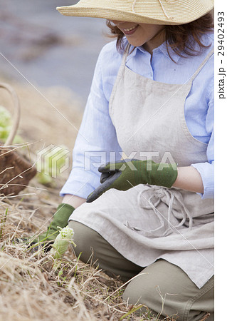 ふきのとう　蕗の薹 29402493