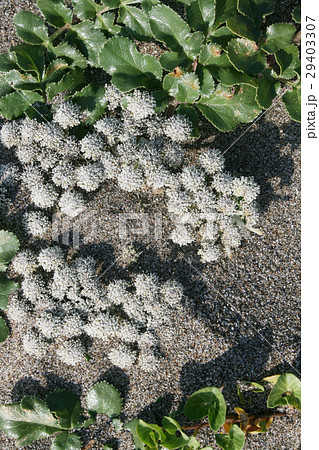砂浜の花(ハマボウフウ) 砂浜の花(ハマボウフウ) 29403307